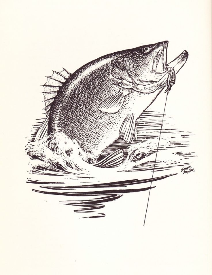 736x956 Drawn Fish Awesome Fish - Bass Fish Sketch