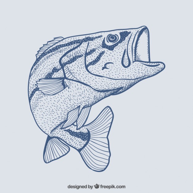 626x626 Fish Vectors, Photos And Psd Files Free Download - Bass Fish Sketch