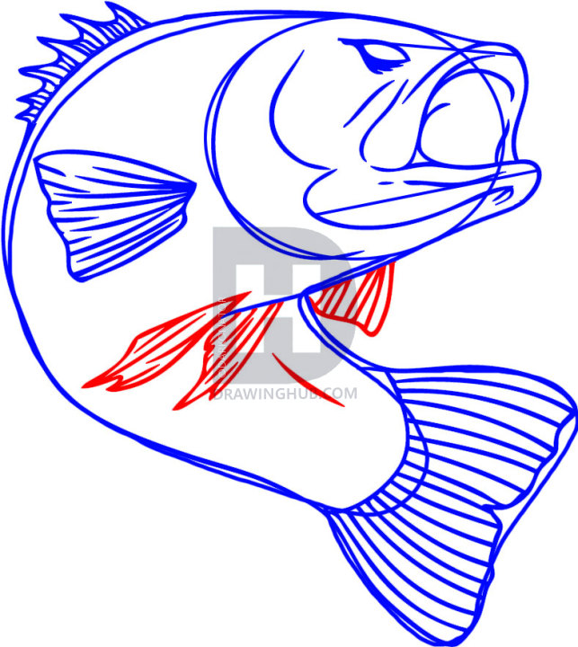 643x720 How To Draw A Bass, Step By Step, Drawing Guide, By Darkonator - Bass Fish Sketch