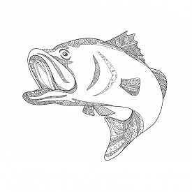 275x275 20 Bass Fish Drawings Photos And Images Crystalgraphics - Bass Fish Sketch
