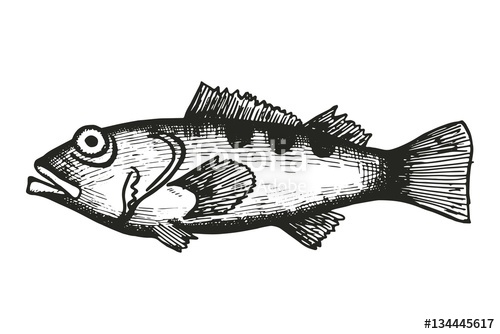 500x334 Sea Bass Fish Sketch. Vector Illustration Stock Image And Royalty - Bass Fish Sketch