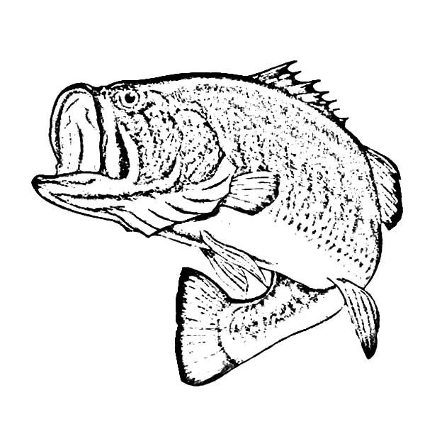 600x612 Bass Fish, Sketch Of Bass Fish Coloring Pages Fish - Bass Fish Sketch