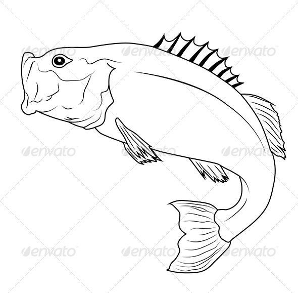 590x579 Bass Fish Graphics, Designs Amp Templates From Graphicriver - Bass Fish Sketch