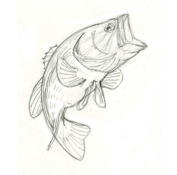 600x595 Drawing Of A Largemouth Bass On Behance - Bass Sketch