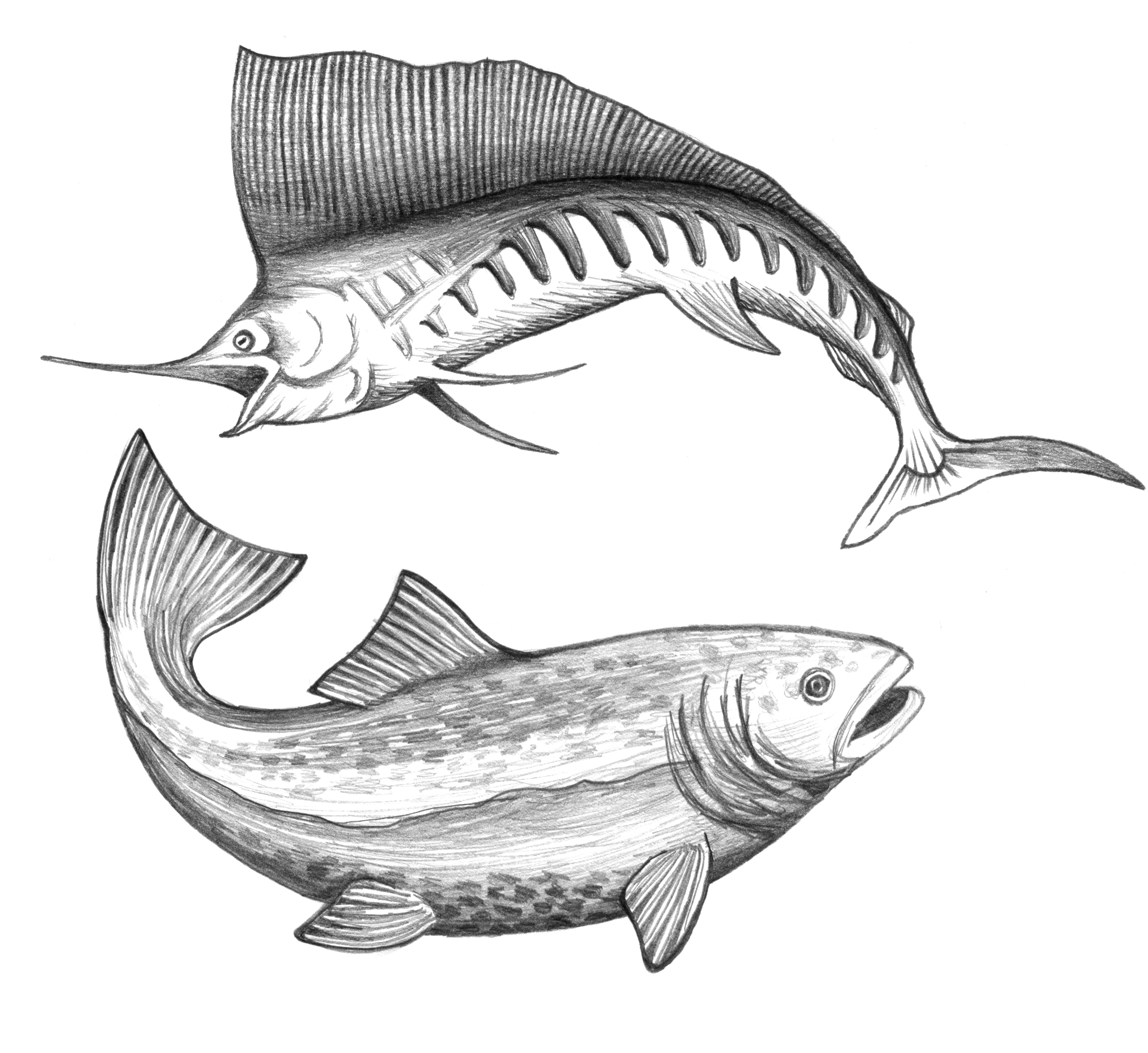 6121x5612 Free Stock Photo Of Bass, Fish, Fish Sketch - Bass Sketch