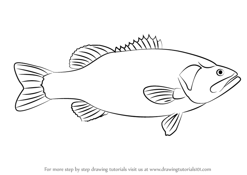 800x566 Learn How To Draw A Largemouth Bass (Fishes) Step By Step - Bass Sketch