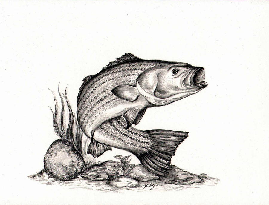 900x687 Striper Drawing By Kathleen Kelly Thompson - Bass Sketch
