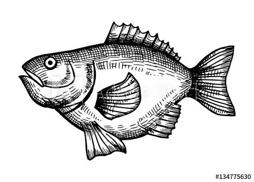 500x357 Sea Bass Sketch On A White Background. Vector - Bass Sketch