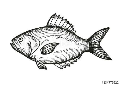 500x357 Sea Bass Sketch On A White Background. Vector Illustration - Bass Sketch