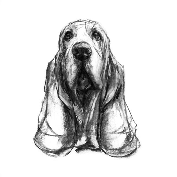 612x612 Basset Hound Dog Sketch Print - Basset Hound Sketch