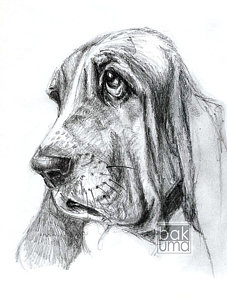 227x300 Basset Hound Drawings Fine Art America - Basset Hound Sketch