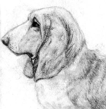 445x461 Basset Hound Sketch By Amandatolleson - Basset Hound Sketch