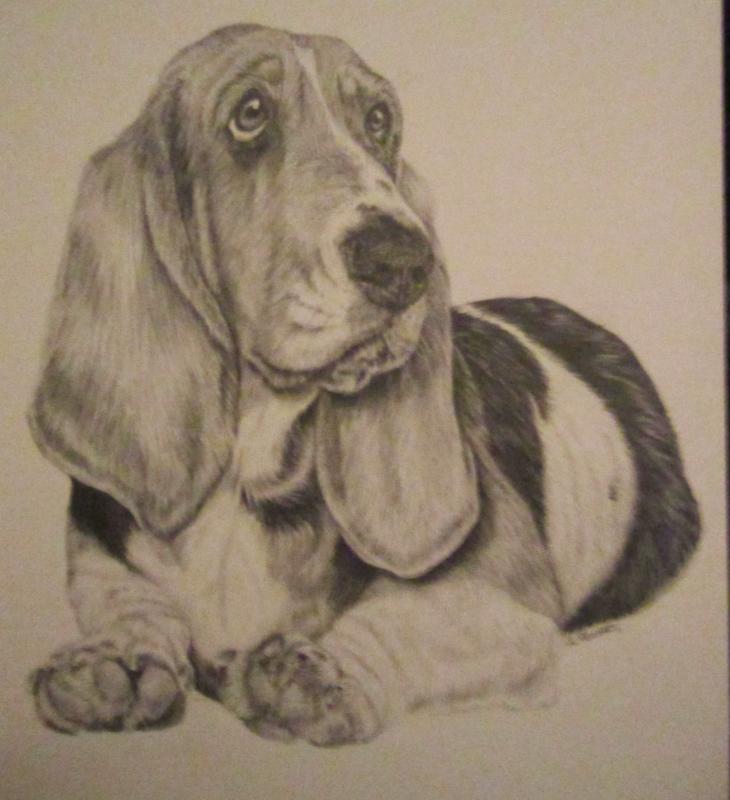 730x800 Basset Hound Sketch - Basset Hound Sketch