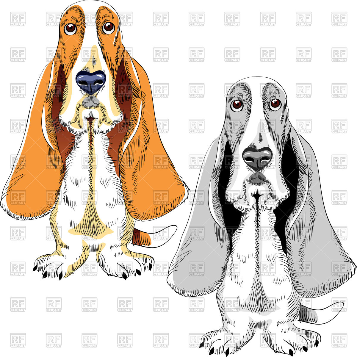 1200x1200 Color And Black White Sketch Of The Dog Of Basset Hound Breed - Basset Hound Sketch