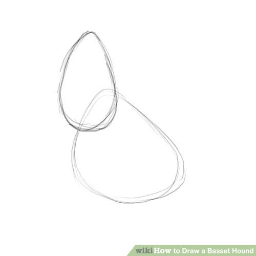 500x500 How To Draw A Basset Hound 8 Steps (With Pictures) - Basset Hound Sketch