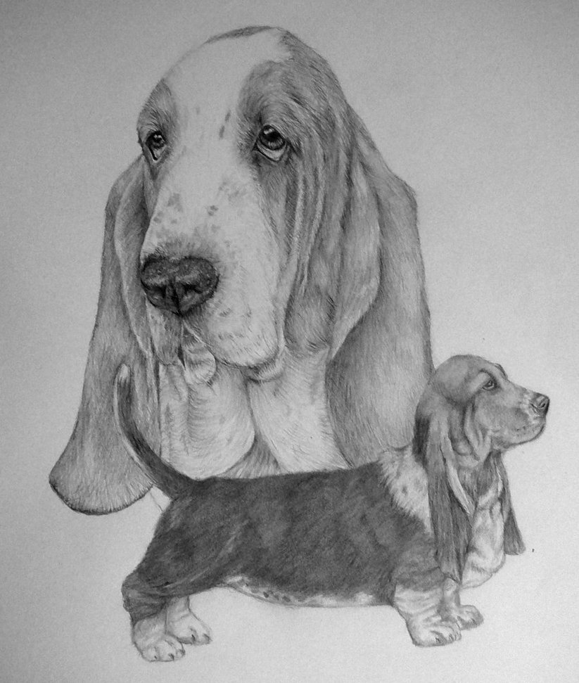 823x971 The Basset Hound By Xx Ashley - Basset Hound Sketch