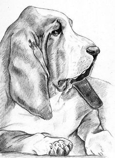 236x322 Bassethound Basset Hounds Basset Hound - Basset Hound Sketch