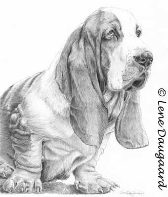 340x399 Basset Hound By Lene Daugaard - Basset Hound Sketch