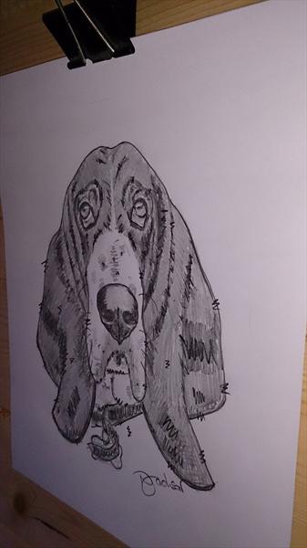 337x600 Basset Hound Dog Sketch Portrait. By Nigel Jackson Artgallery.co.uk - Basset Hound Sketch