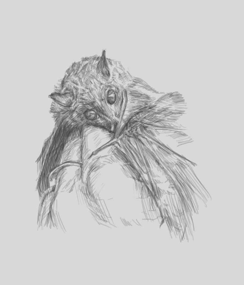 855x1000 Bat Sketch Steemit - Bat Sketch