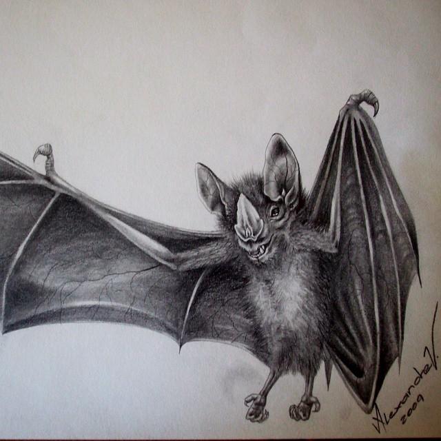 640x640 Bat Drawing. Animals. Drawings. Pictures. Drawings Ideas For Kids - Bat Sketch