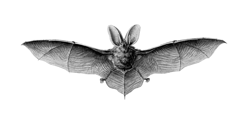 825x413 Collection Of Free Bats Drawing Sketch. Download On Ubisafe - Bat Sketch