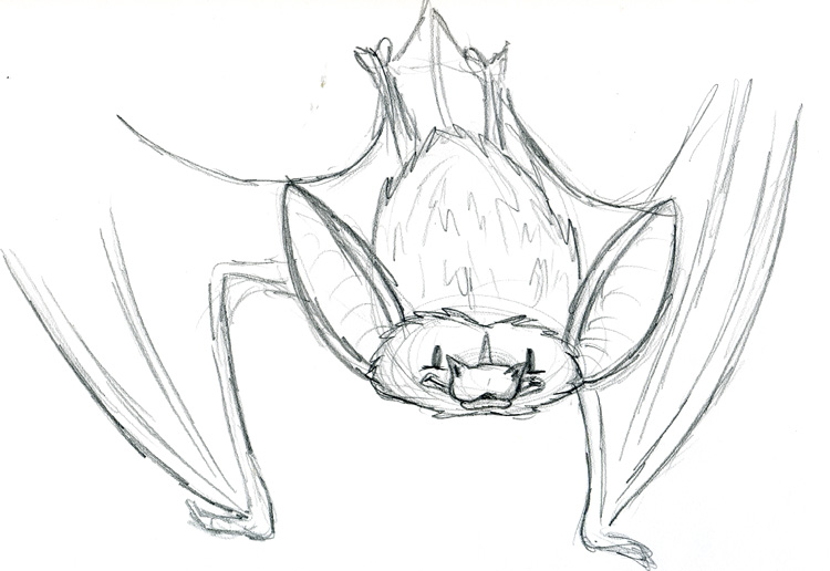 750x516 Dewflap The Bat - Bat Sketch