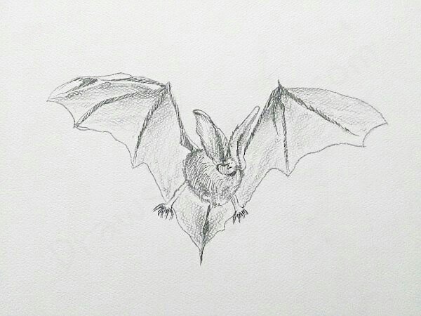 Bat Sketch at PaintingValley.com | Explore collection of Bat Sketch