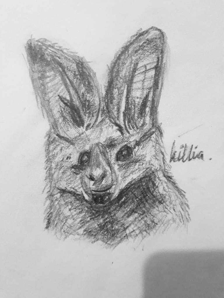 768x1024 Leaf Nosed Bat Sketch[Wonky] Animal Amino - Bat Sketch