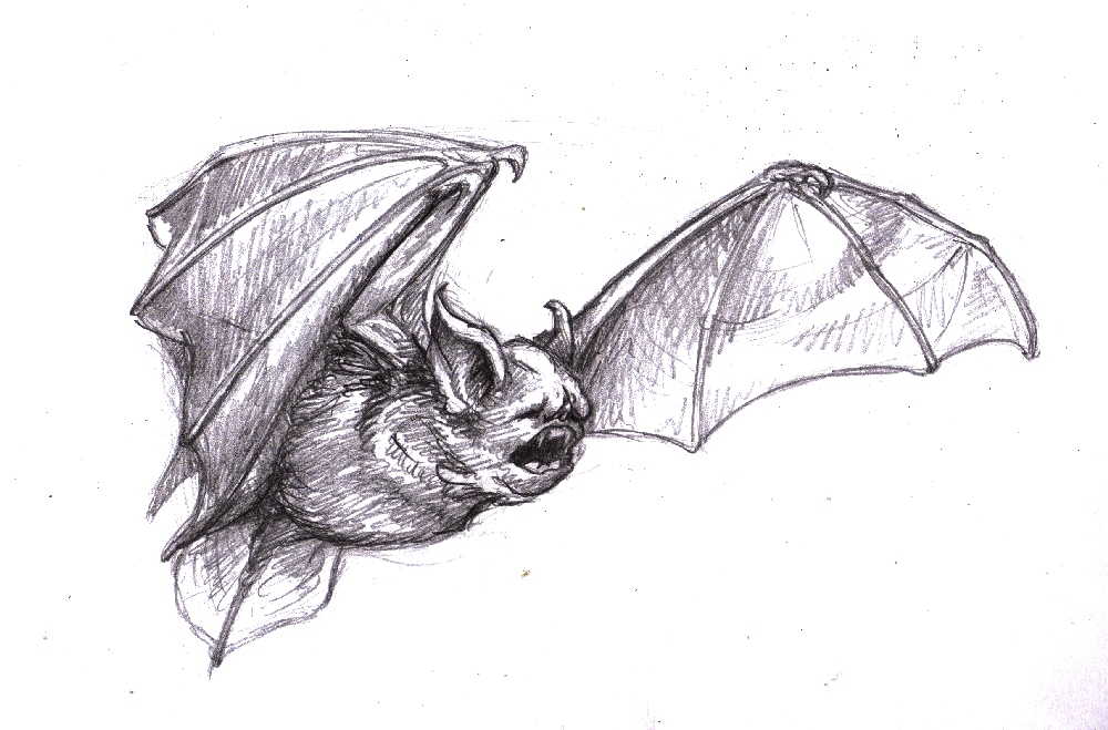 1000x659 Magellin . Blog Vampire Bat Sketch - Bat Sketch