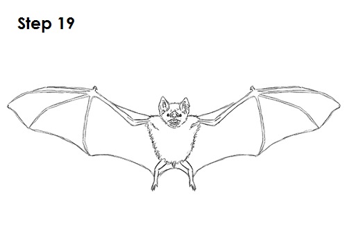 500x356 Bat Drawing Sketch Drawing Skill - Bat Sketch