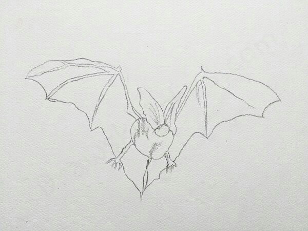 600x450 How To Draw A Bat In A Few Easy Steps With Pictures - Bat Sketch Drawing