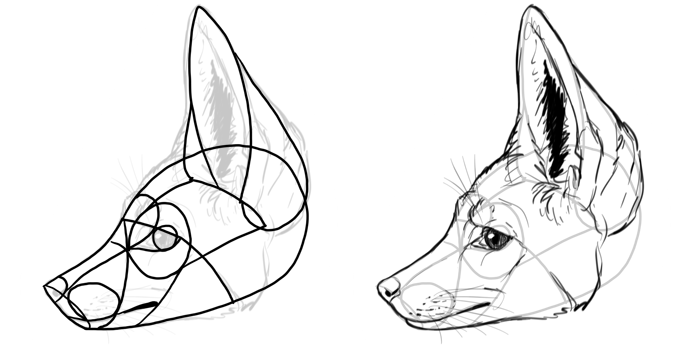 700x355 How To Draw A Fox Step By Step - Bat Sketch Drawing