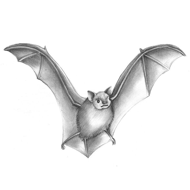 800x800 Pencil Sketch Of Big Brown Bat - Bat Sketch Drawing