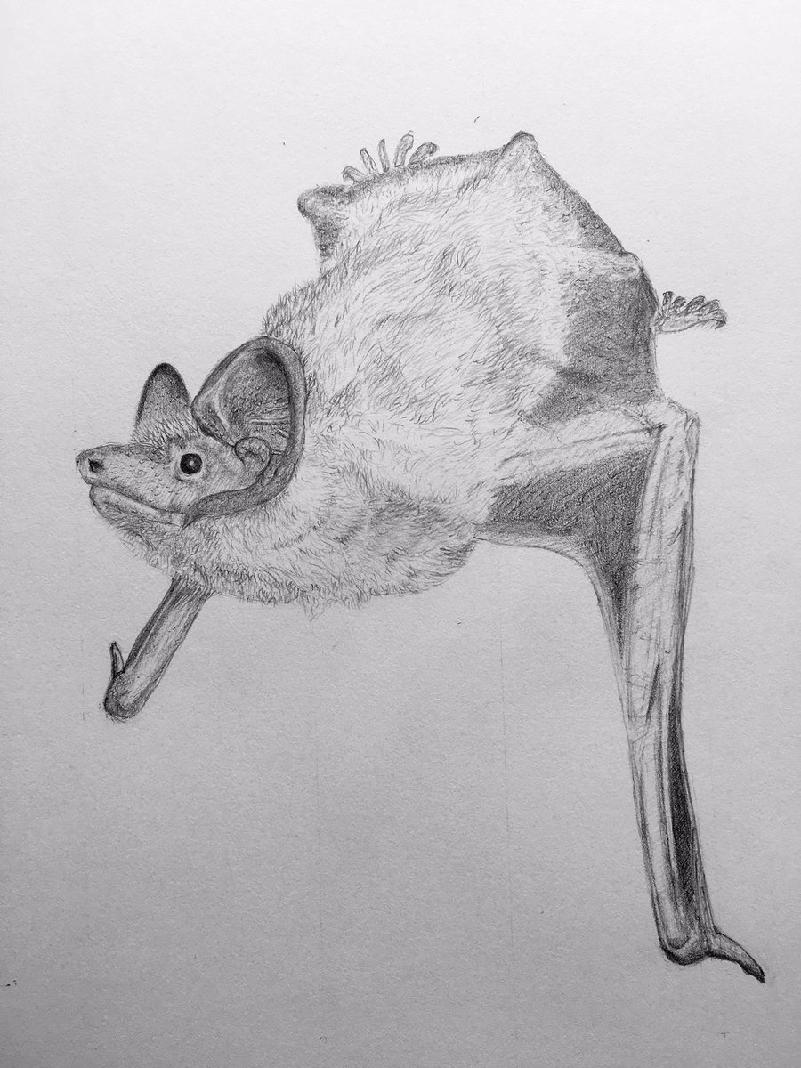 900x1200 Stewart Bradshaw On Twitter My Noctule - Bat Sketch Drawing