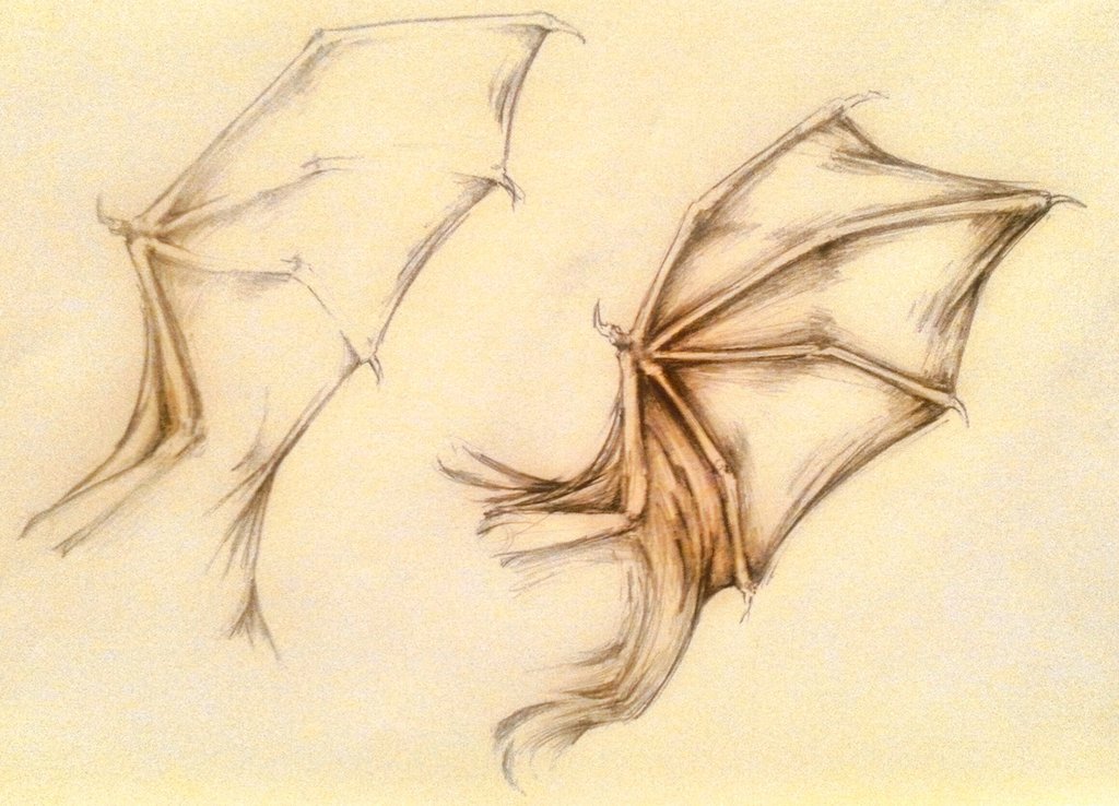 1024x738 Sketch] Bat Wings 1 By Eothnoguy - Bat Sketch Drawing