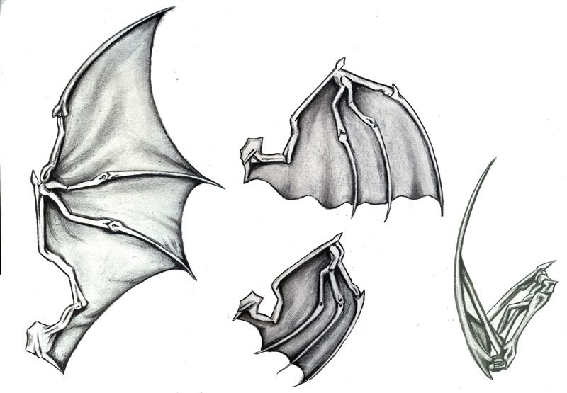 800x555 Batwings By Daylightdreams Tattoos Wings, Tattoos - Bat Wing Sketch