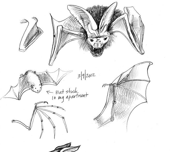 704x630 Art By Products Bat Wing Dragon - Bat Wing Sketch