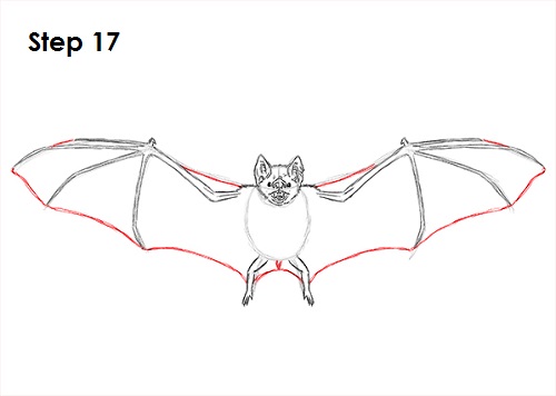 500x356 How To Draw A Bat - Bat Wing Sketch