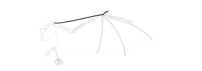 700x248 How To Draw And Animate Wings Birds, Bats, And More - Bat Wing Sketch