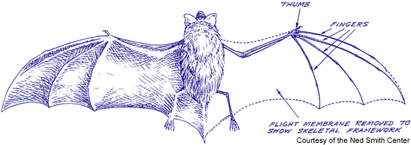600x212 Listening For Bats Penn State University - Bat Wing Sketch