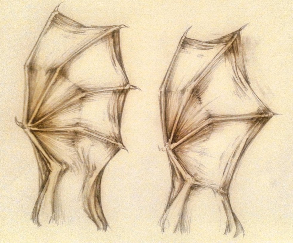 982x813 Sketch] Bat Wings 2 By Eothnoguy - Bat Wing Sketch