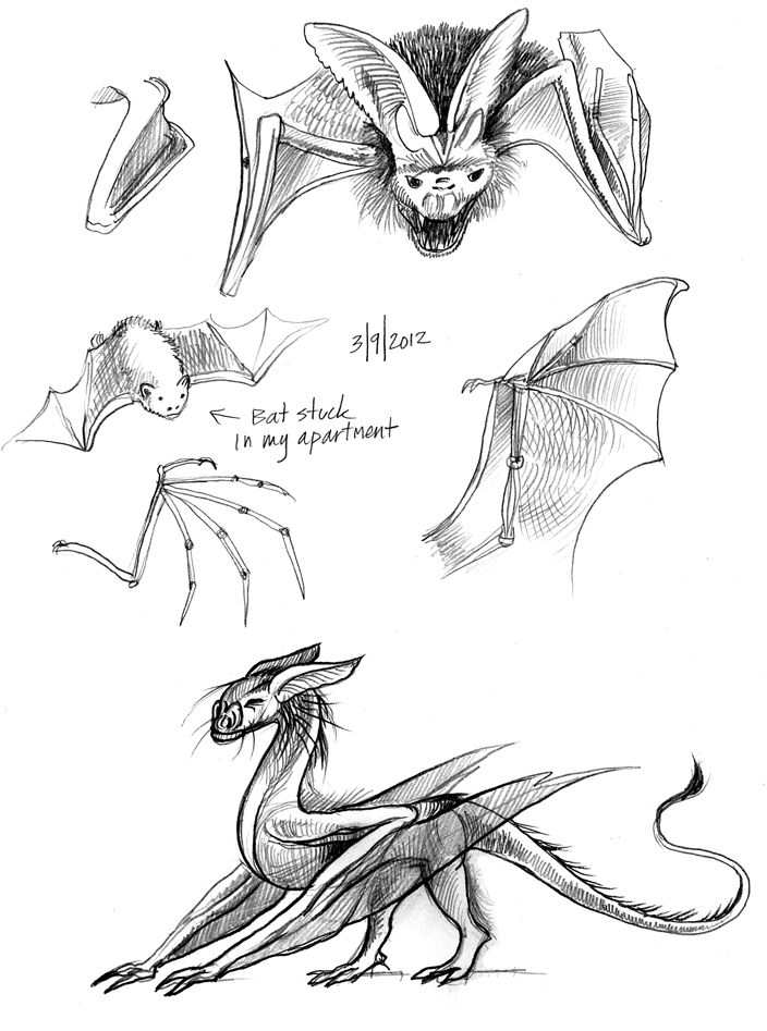 704x947 Bat Wing Dragon Fantasy Inspiration Fantasy - Bat Wing Sketch
