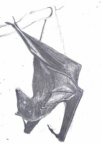 209x300 Bat Wing Drawings Fine Art America - Bat Wing Sketch