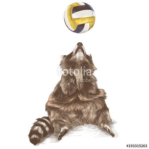 500x500 The Coon Sitting And Looking Up With Raised Paws Catches A Beach - Beach Ball Sketch