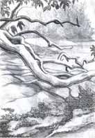 137x200 Arbutus Tree Spread Over Button Bay Beach On Mayne Island Bc - Beach Landscape Sketch