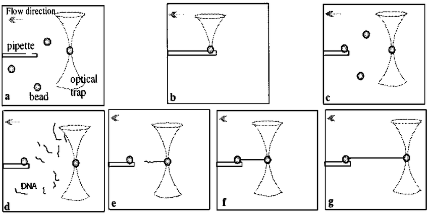 850x424 Sketch Of The Attachment Of A Single Dna Between Two Polystyrene - Beads Sketch
