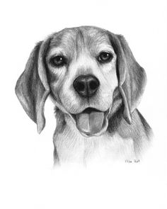 Beagle Dog Sketch at PaintingValley.com | Explore collection of Beagle ...