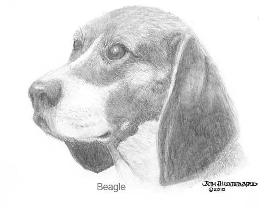 Beagle Dog Sketch at PaintingValley.com | Explore collection of Beagle ...