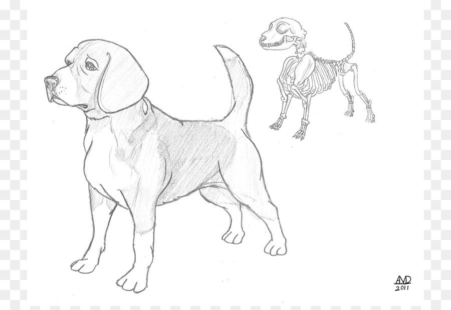 900x620 Beagle Puppy Dog Breed Drawing Sketch - Beagle Dog Sketch